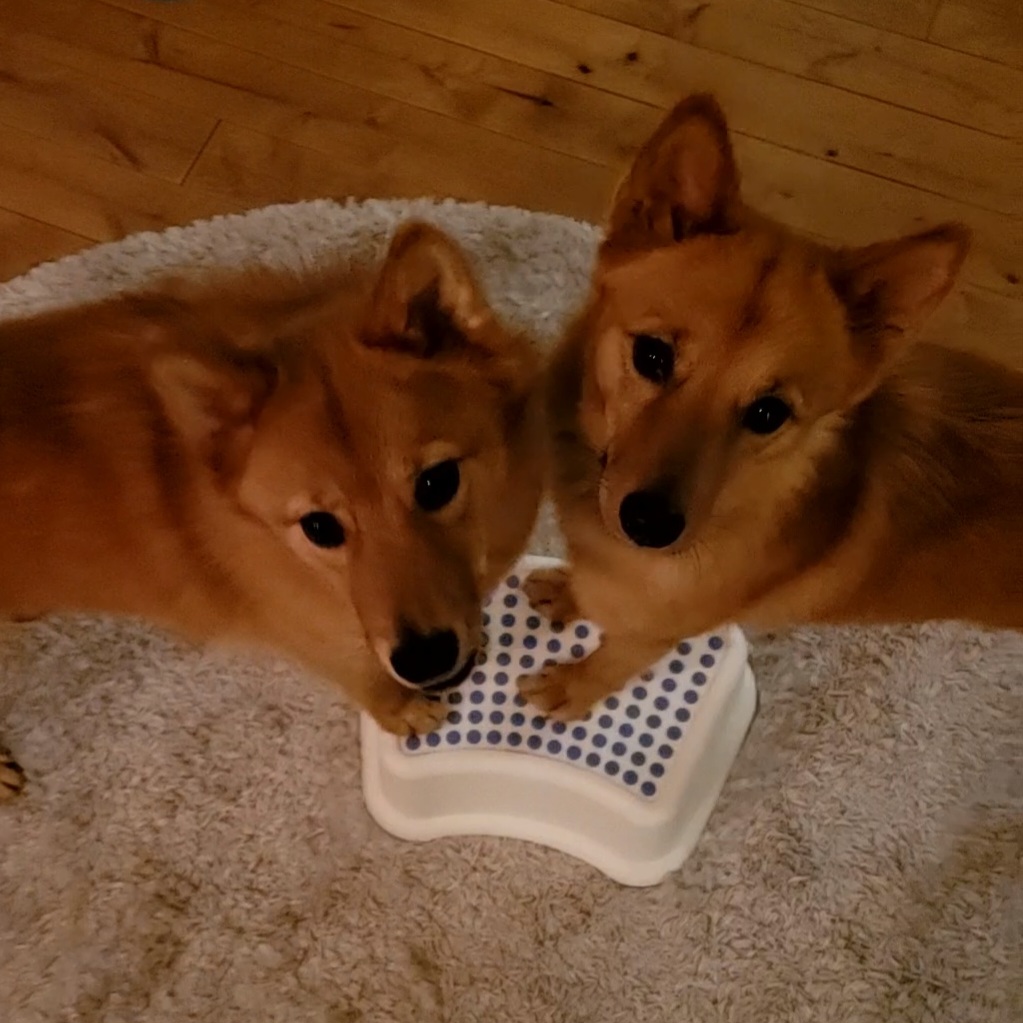 Hundar som står på en pall, hundträning