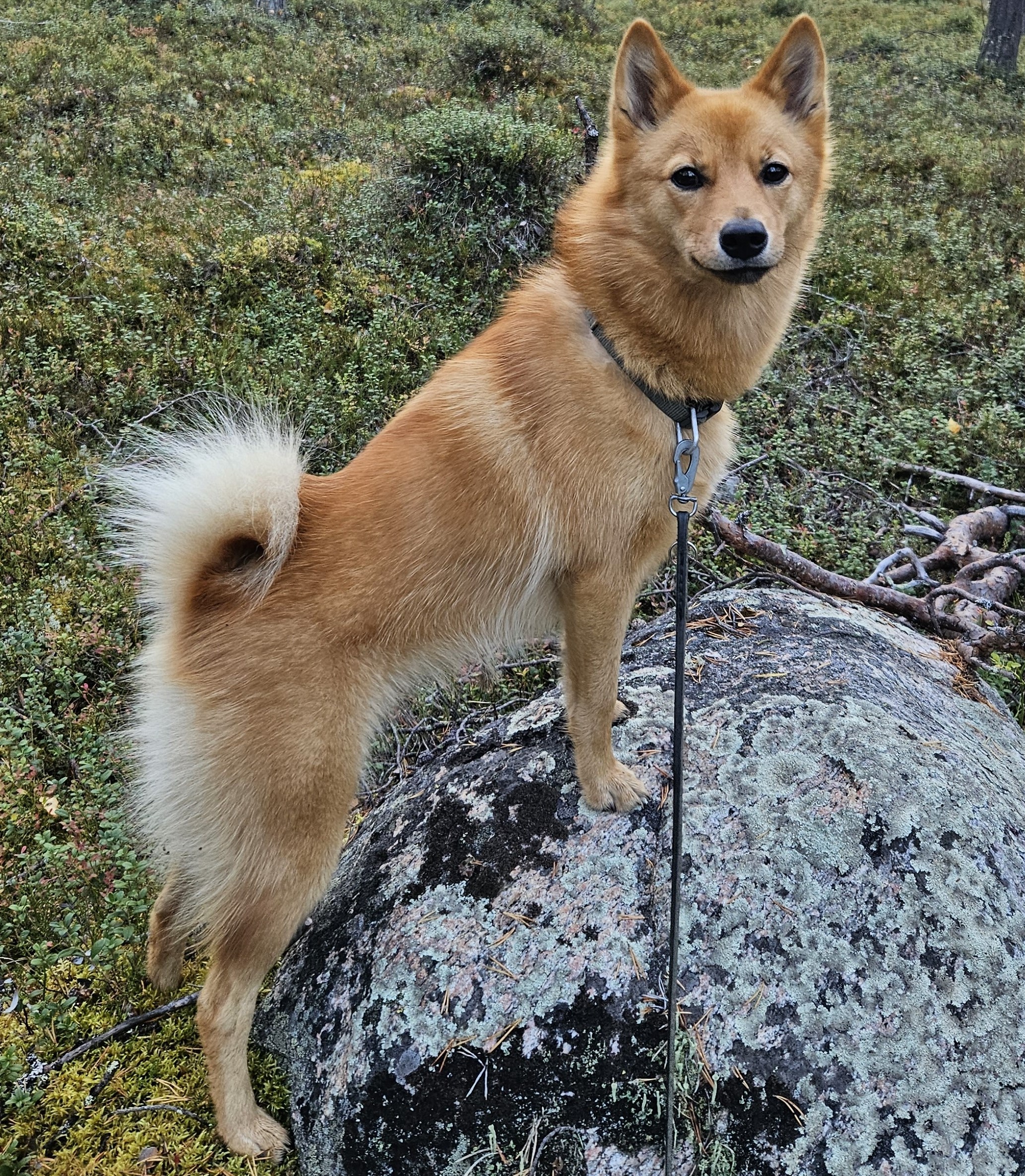 Hund som aktiveras i skogen