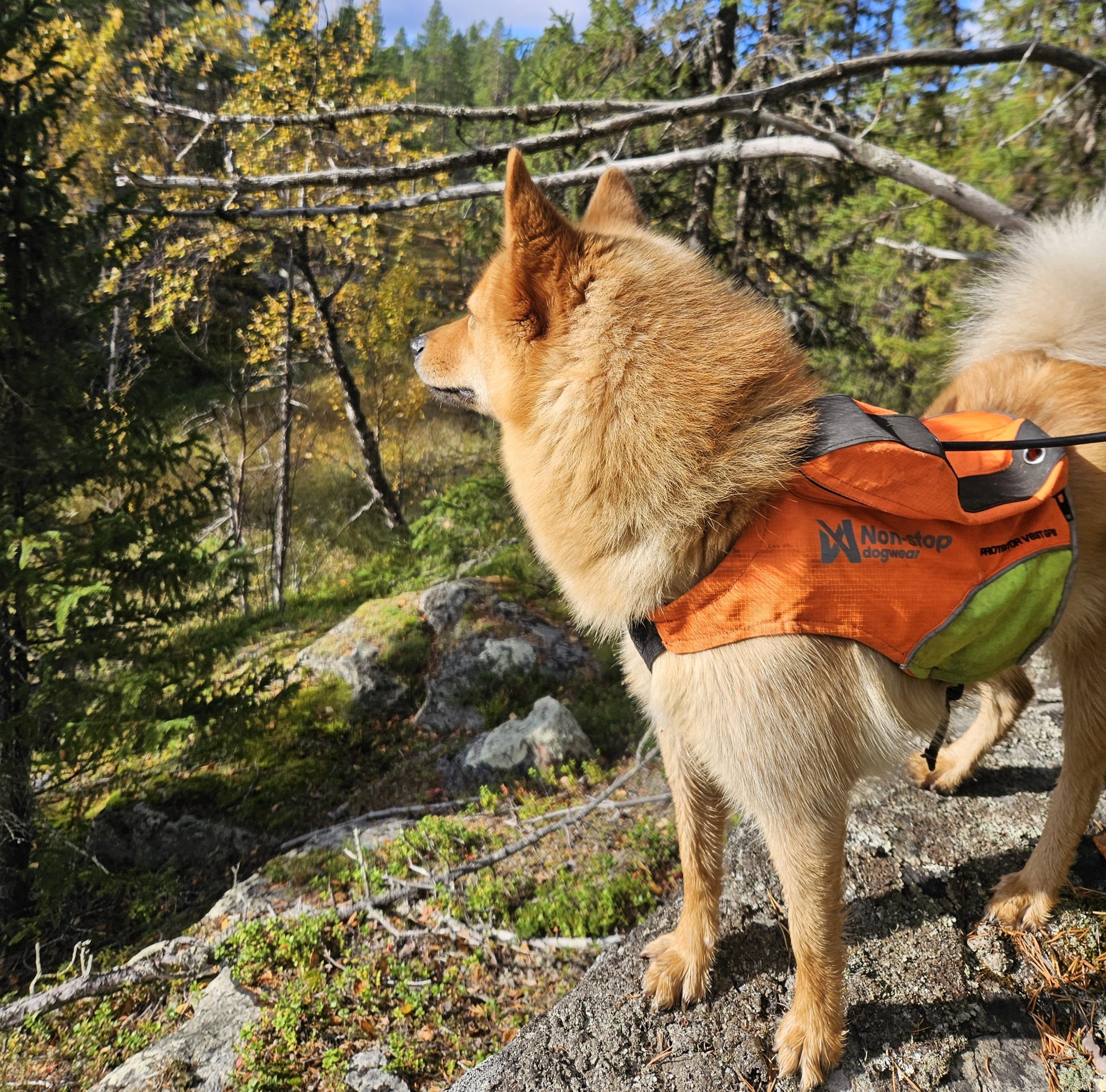 Hund i skogen