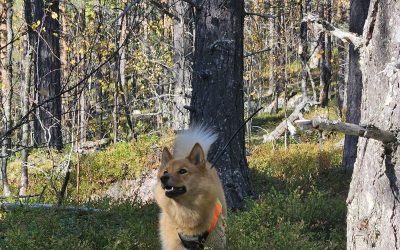 Jaktpremiär – som jag har längtat