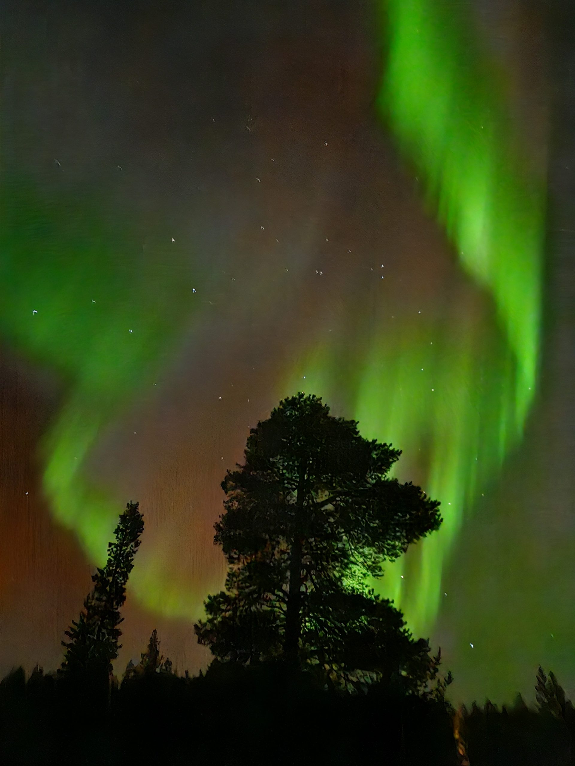 Norrsken, himmelens fyrverkeri, hundar